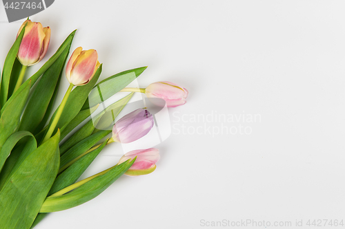 Image of Tulips on white background