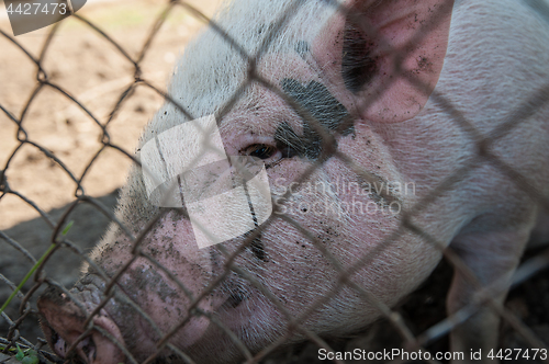 Image of Pig at pig farm