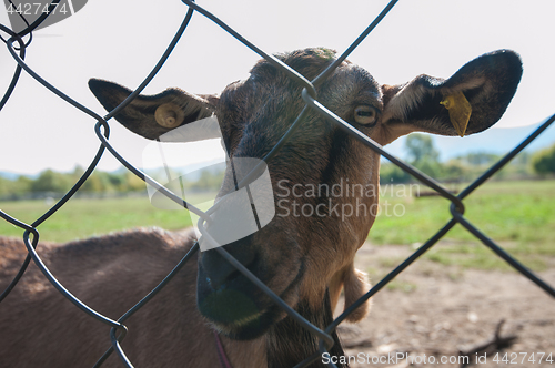 Image of goat portrait closeup