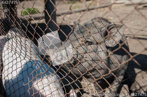 Image of Pig at pig farm