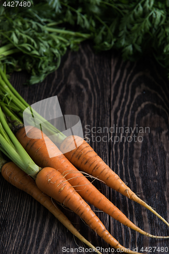 Image of Freshly grown carrots