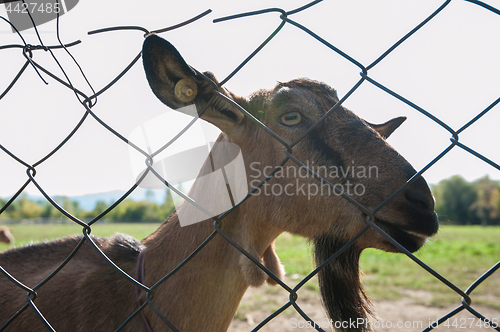Image of goat portrait closeup