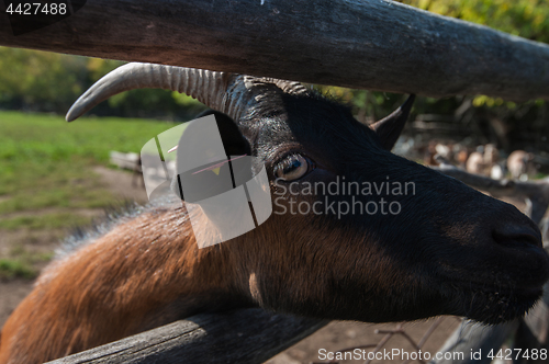 Image of goat portrait closeup