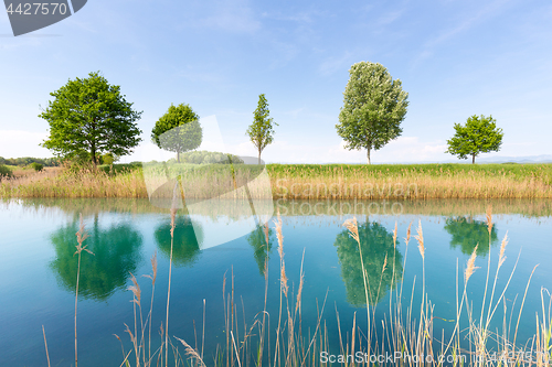 Image of Green tree in the field by river.