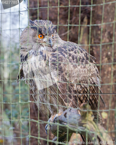 Image of Portrait of a large eurasian eagle-owl