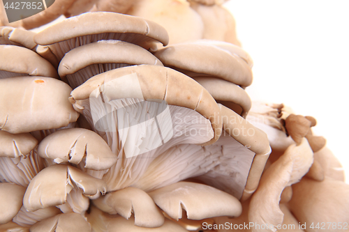 Image of oyster mushroom background