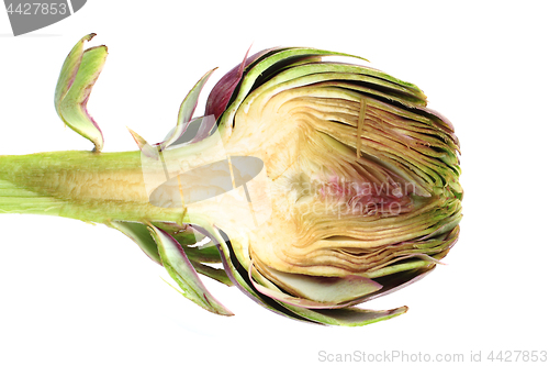 Image of fresh artichoke isolated