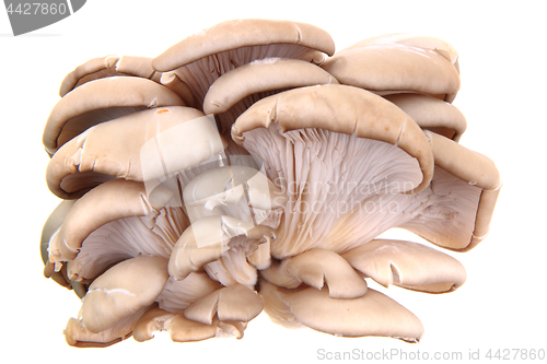 Image of oyster mushroom isolated 