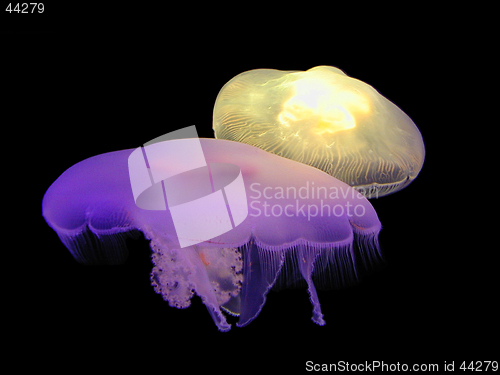 Image of Illuminating Jellies