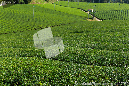 Image of Fresh Green Tea field