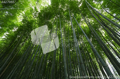 Image of Bamboo forest at Arashiyama