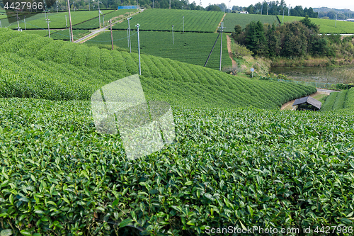 Image of Fresh Green Tea plantation highland