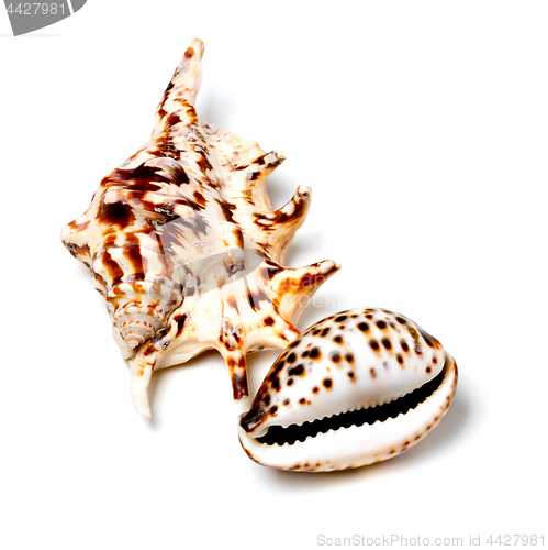 Image of Two exotic seashells on white