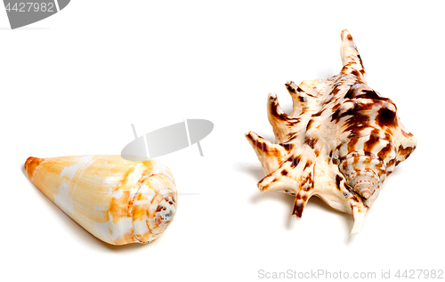 Image of Two exotic seashells on white