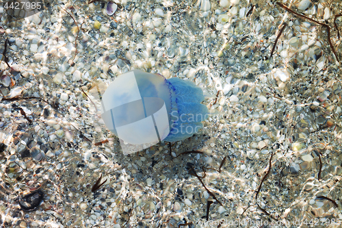 Image of Jellyfish in sea