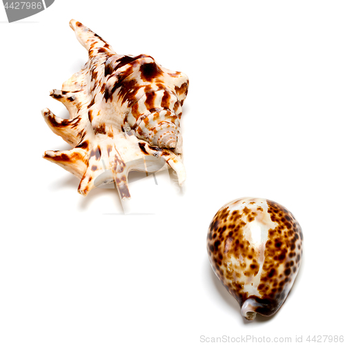 Image of Two exotic seashells on white