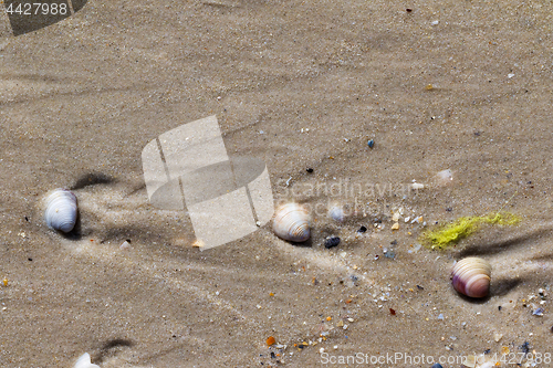 Image of Seashells on wet sand beach at summer