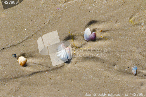 Image of Wet sand beach with broken seashells at sun summer day