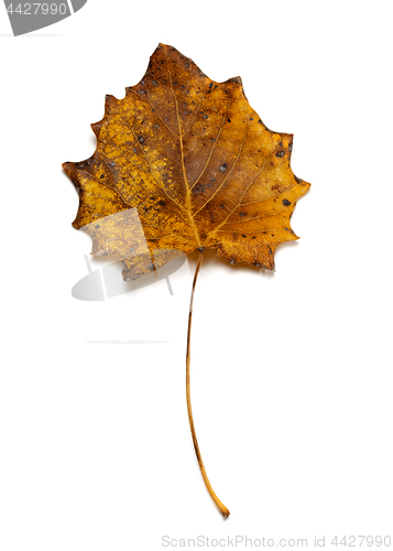 Image of Autumn dried quaking aspen leaf