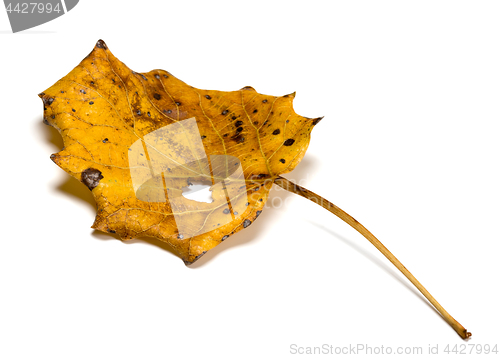 Image of Autumn dry quaking aspen leaf with hole