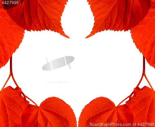 Image of Frame of red tilia leaves