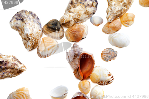 Image of Various of seashells