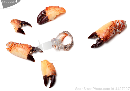 Image of Cooked pincers from crab and empty broken rapana shell