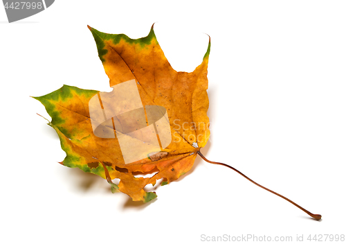 Image of Autumn dried maple leaf with holes