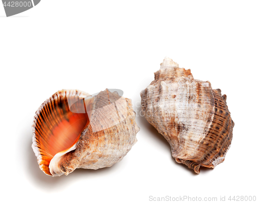 Image of Two shells from rapana venosa