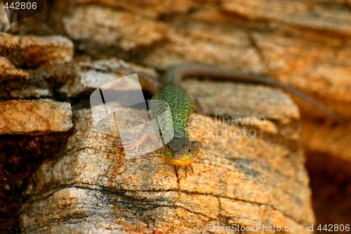 Image of Green Lizzard