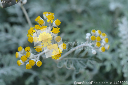 Image of Silver ragwort