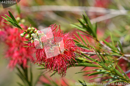 Image of Scarlet bottlebrush