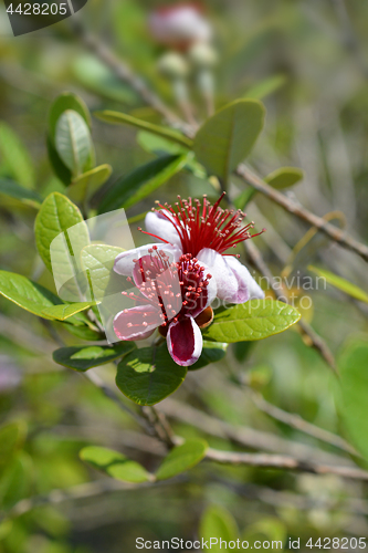 Image of Feijoa flowers