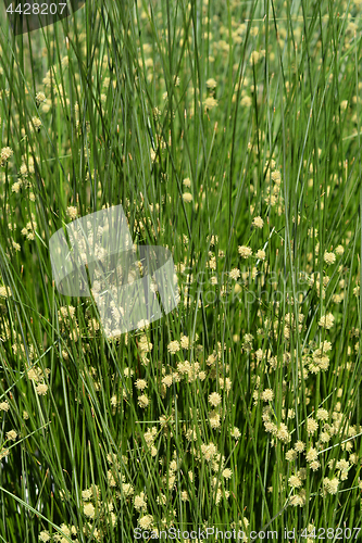 Image of Bulrush flowers