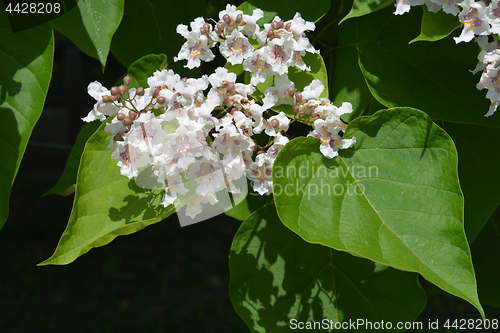 Image of Southern catalpa