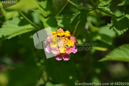 Image of Shrub verbena flower