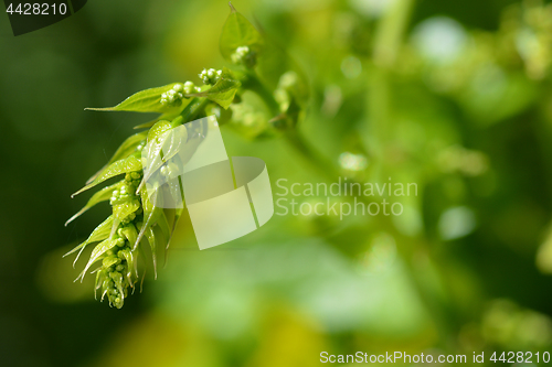 Image of Black bryony