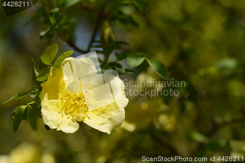 Image of Yellow rose