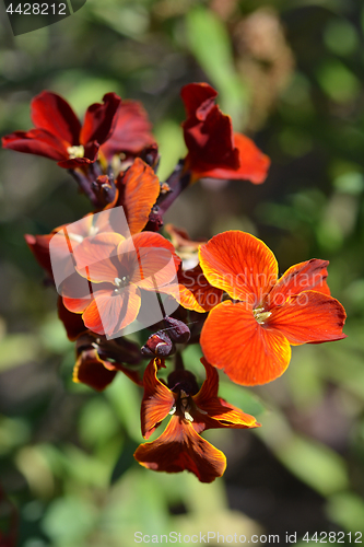 Image of Wallflower flowers