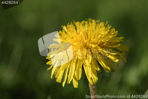 Image of Dandelions on a green meadow