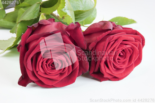 Image of Two roses on white