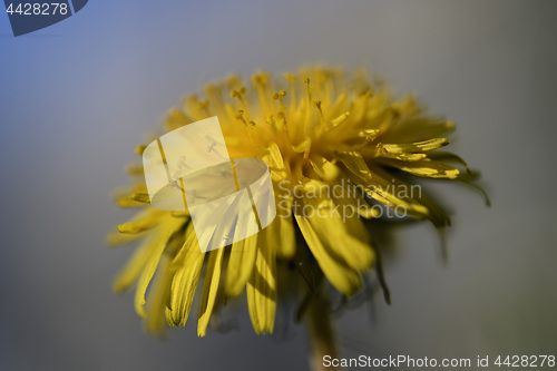 Image of Dandelions on a green meadow