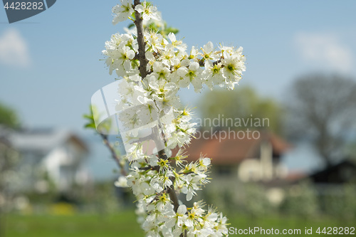 Image of Flowers Fraueninsel Chiemsee