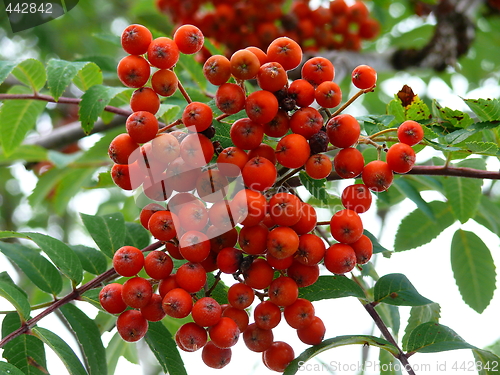 Image of rowan berri