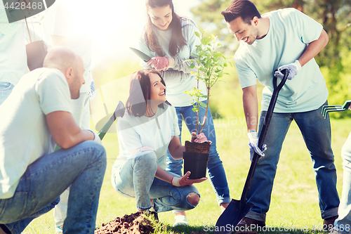 Image of group of volunteers planting tree in park