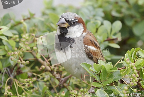 Image of House Sparrow.