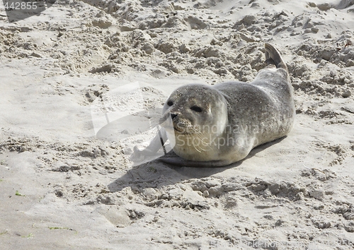 Image of Seal in the sand.