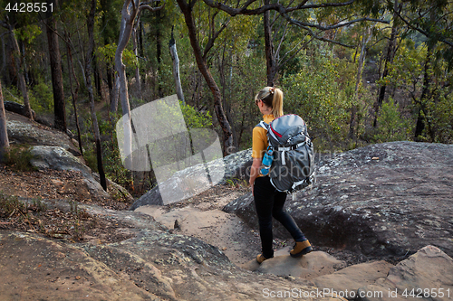 Image of Bushwalking Blue Mountains