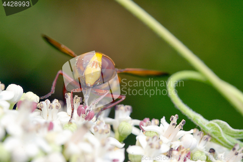 Image of Big eyed fly macro