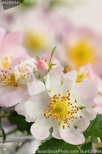 Image of Pink wild rose (Rosa canina) 